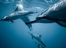 乐彩网娱乐体验-险胜兹维列夫 阿尔卡拉斯生涯首进澳网男单决赛